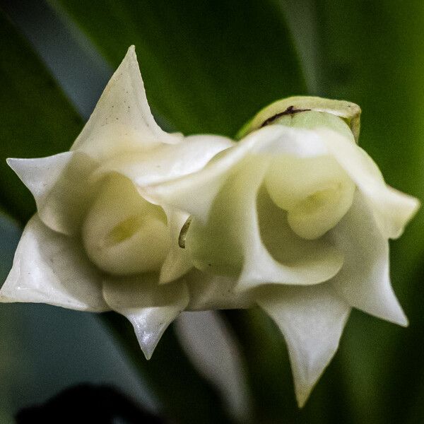 Angraecum cadetii Цвят