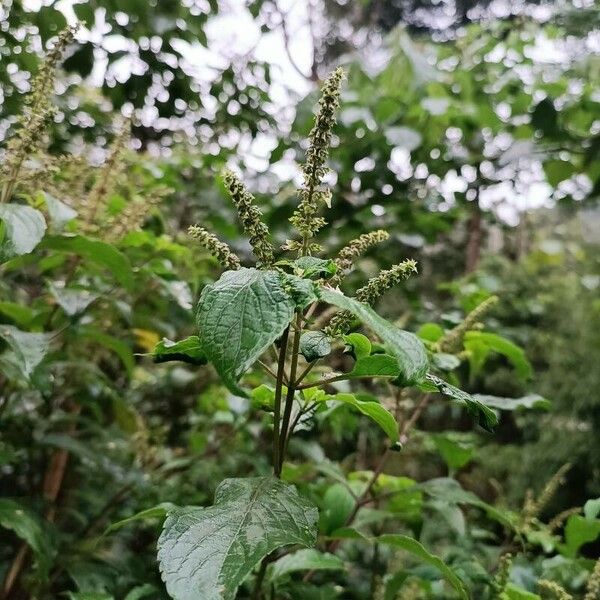 Ocimum gratissimum Blodyn