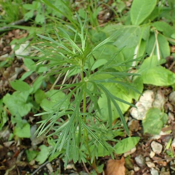 Aconitum anthora आदत