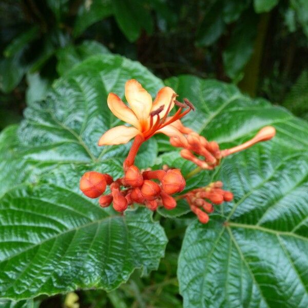 Clerodendrum speciosissimum Квітка