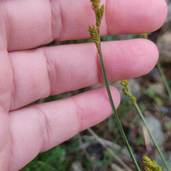 Carex canescens 花