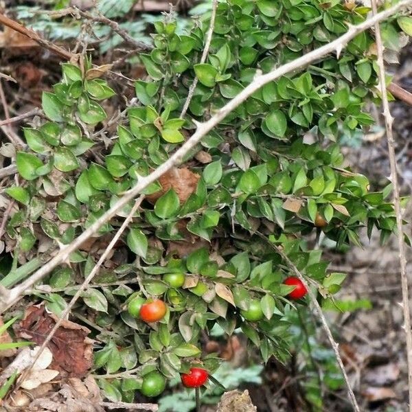 Ruscus aculeatus Leaf