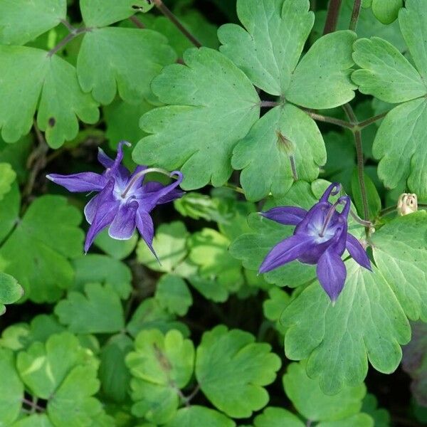 Aquilegia vulgaris Характер