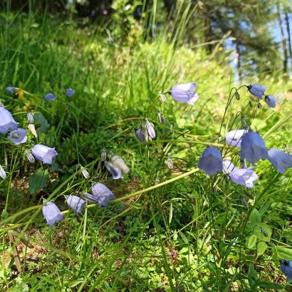 Campanula cochleariifolia 花