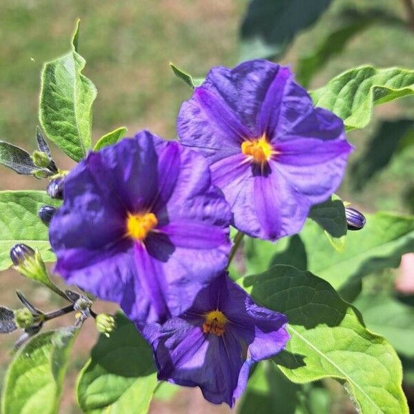 Lycianthes rantonnetii Flower