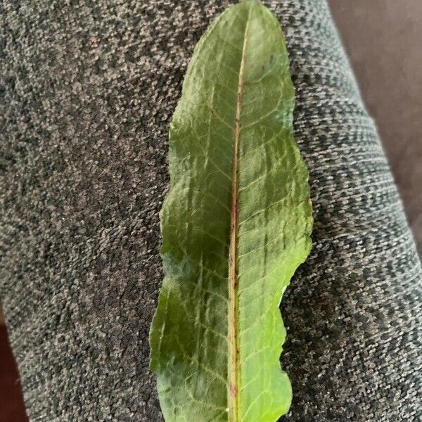 Rumex patientia Feuille