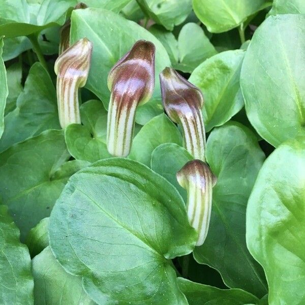 Arisarum vulgare Õis