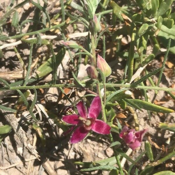 Krameria lanceolata Blomst