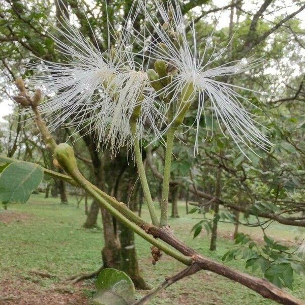 Inga edulis 花