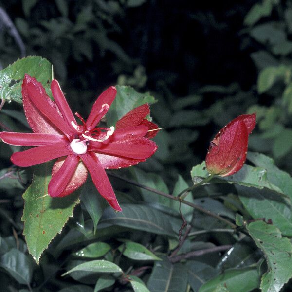 Passiflora coccinea Квітка