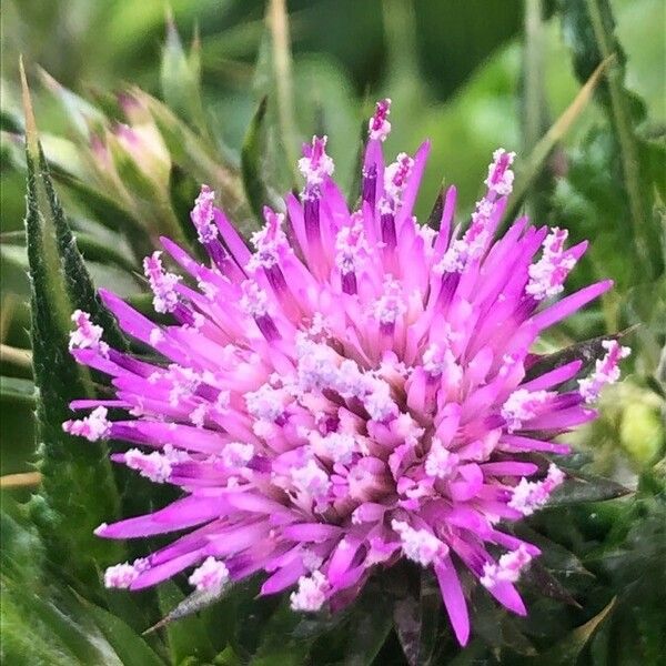 Carduus pycnocephalus Flor