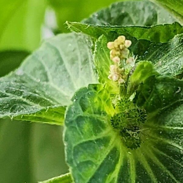 Acalypha australis Lorea