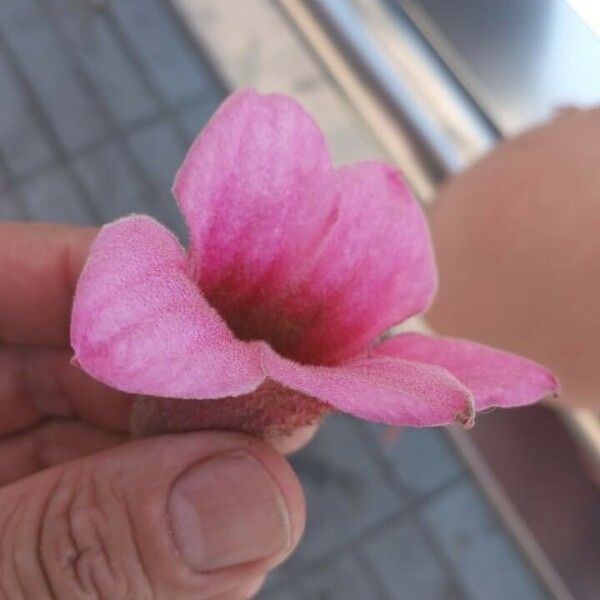 Brachychiton discolor Flower