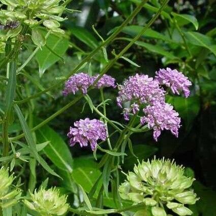 Iberis umbellata Cvet