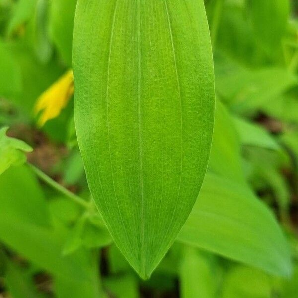 Uvularia grandiflora List