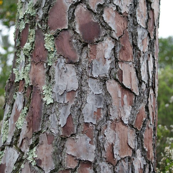 Pinus pinaster Bark