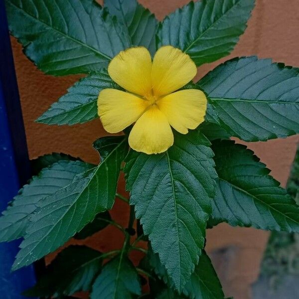 Turnera ulmifolia Flower