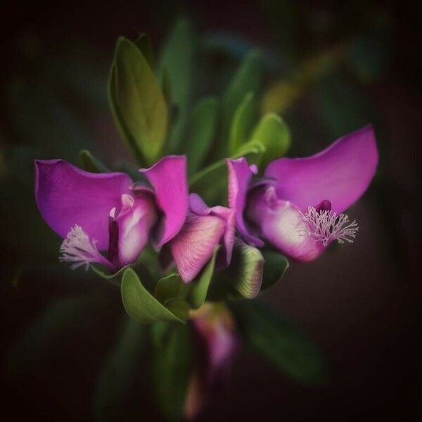 Polygala myrtifolia Kukka