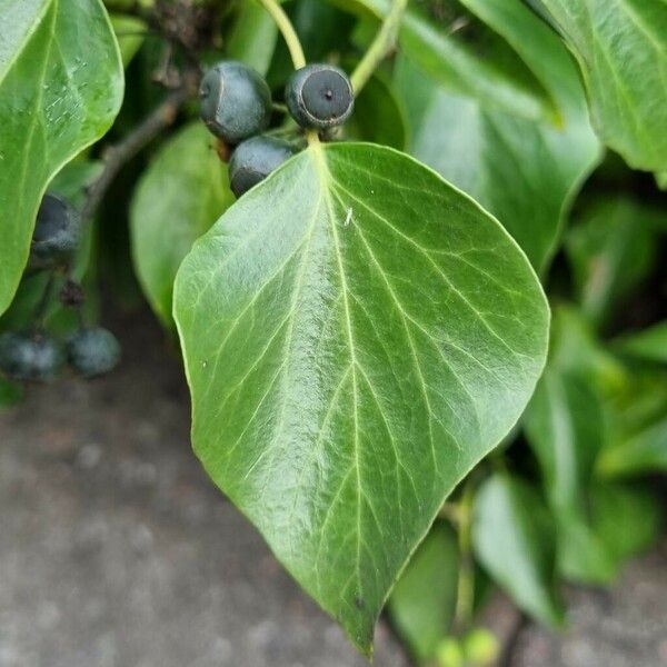 Hedera colchica Foglia