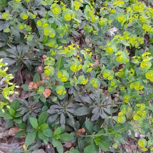 Euphorbia amygdaloides Habitus