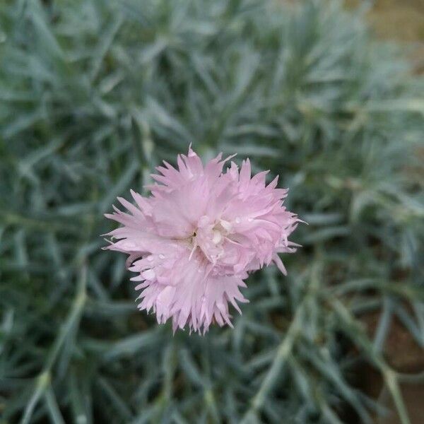 Dianthus plumarius Kwiat