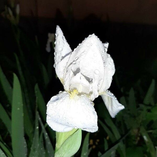 Iris albicans Flower