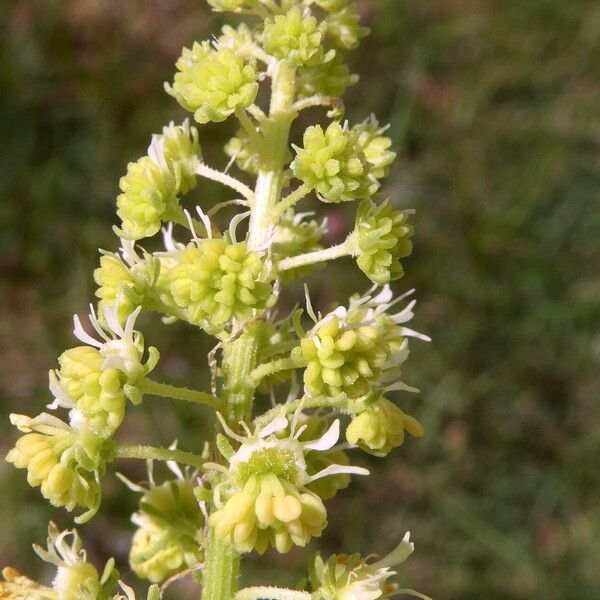 Reseda lutea Flor