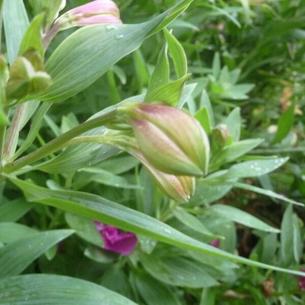 Alstroemeria ligtu Ďalší