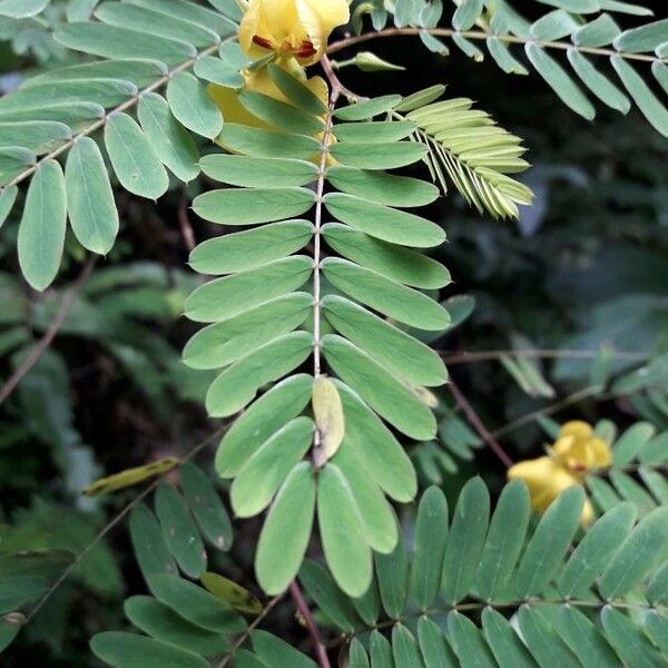 Chamaecrista fasciculata Frunză