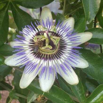 Passiflora caerulea Kvet