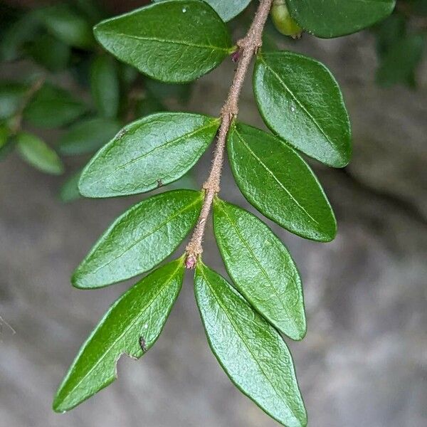 Lonicera ligustrina Folha