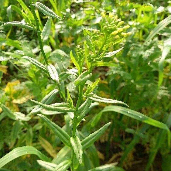 Camelina sativa Flower