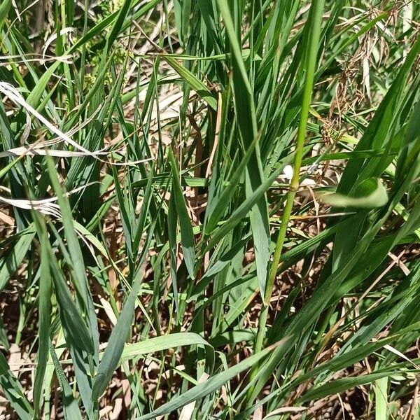 Bromus inermis Lehti