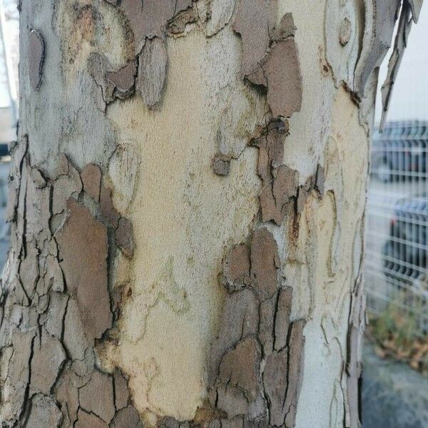 Platanus occidentalis 树皮