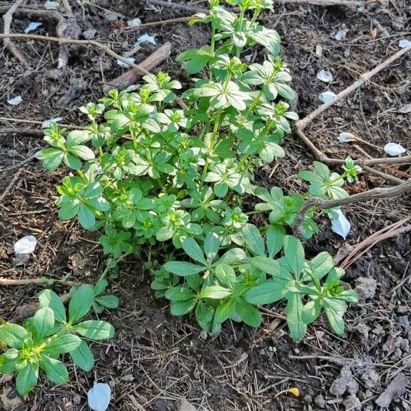 Galium triflorum Агульны выгляд