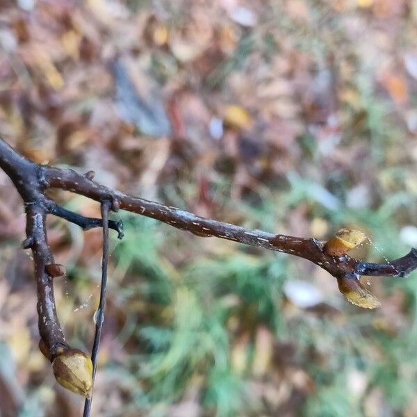 Carya glabra Bark