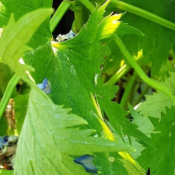 Delphinium elatum Lehti