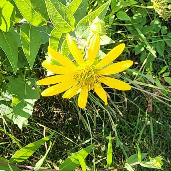 Silphium integrifolium ফুল