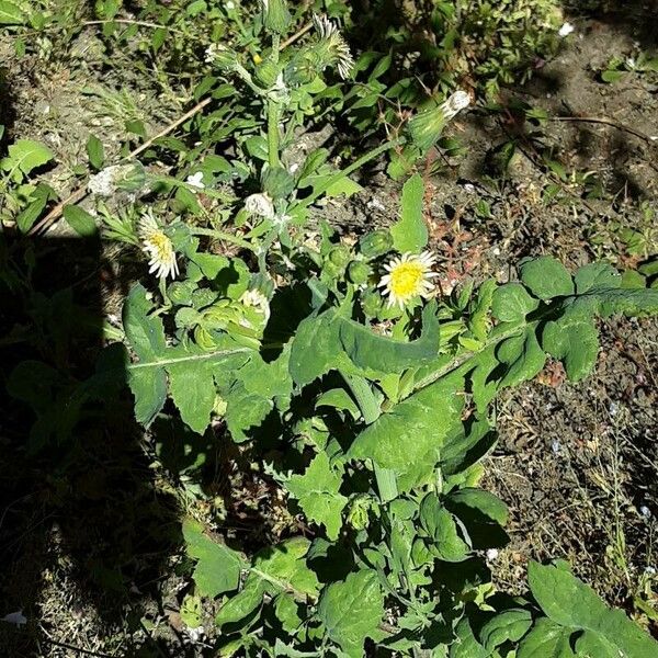 Sonchus oleraceus Pokrój