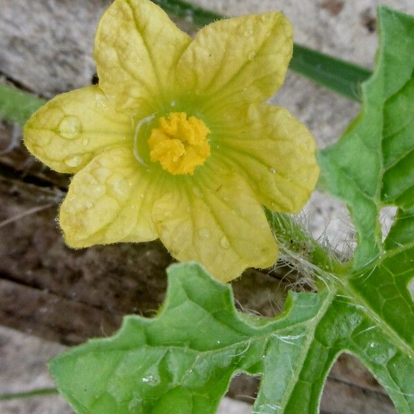 Momordica charantia Fleur