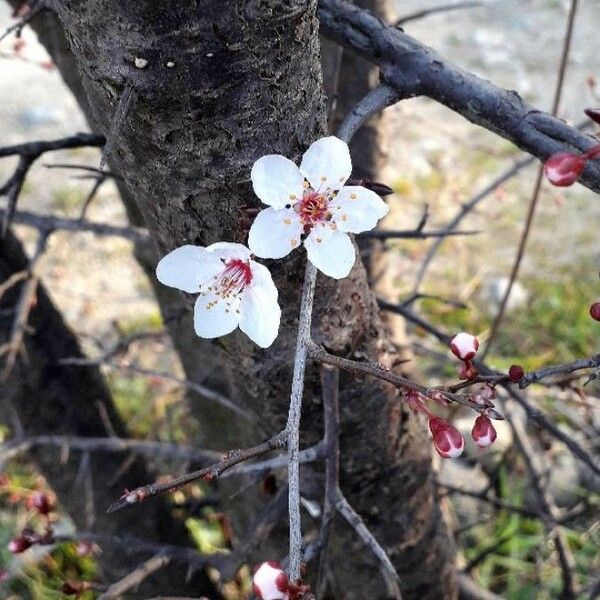 Prunus cerasifera Květ