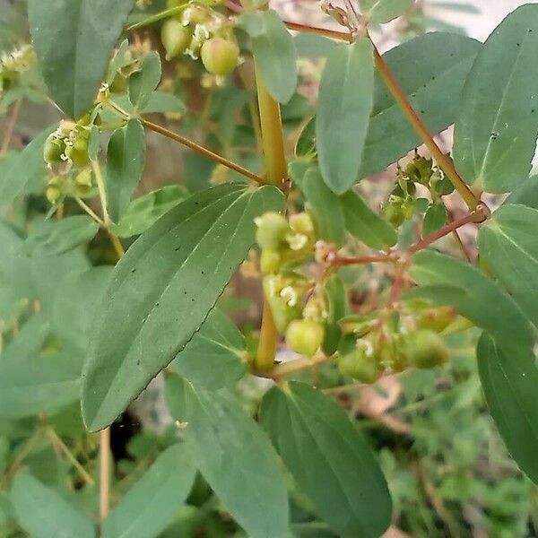 Euphorbia nutans Fruit