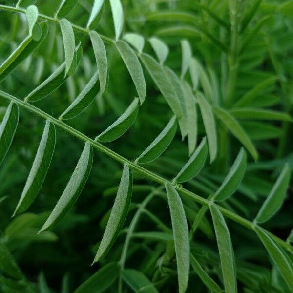 Vicia tenuifolia Hostoa