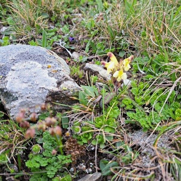 Pedicularis oederi Floro