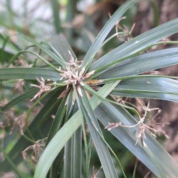 Cyperus alternifolius Egyéb