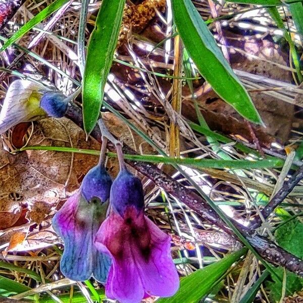 Lathyrus linifolius Lorea