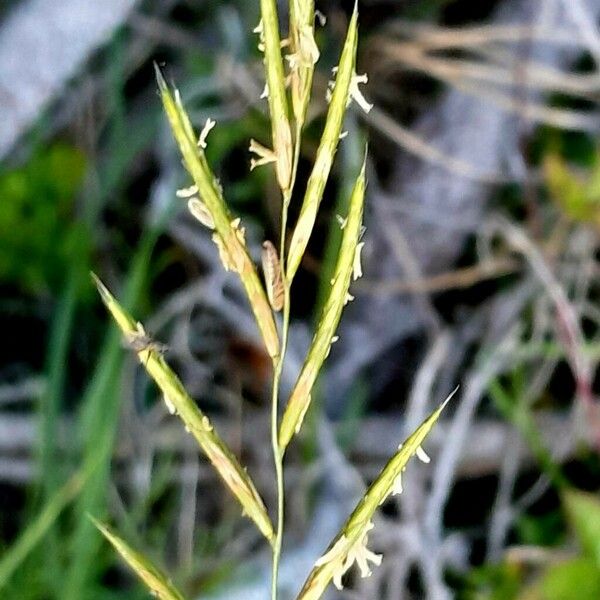 Brachypodium pinnatum ফুল