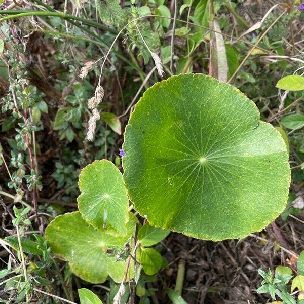 Hydrocotyle bonariensis Leaf