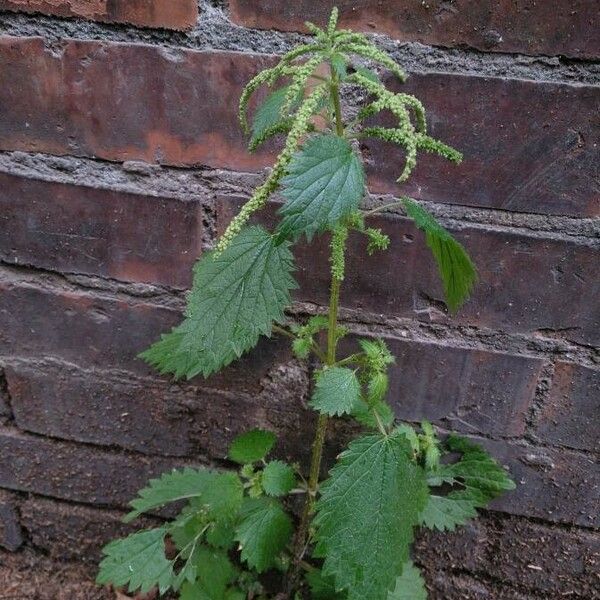 Urtica membranacea Hábitos