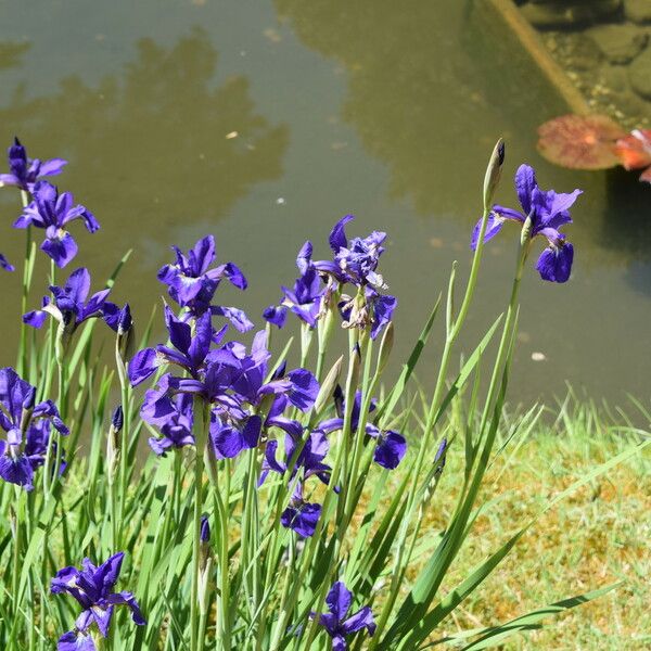 Iris versicolor Fiore